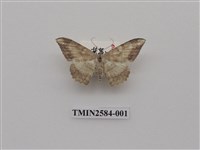 藏品(尺蛾94)的圖片